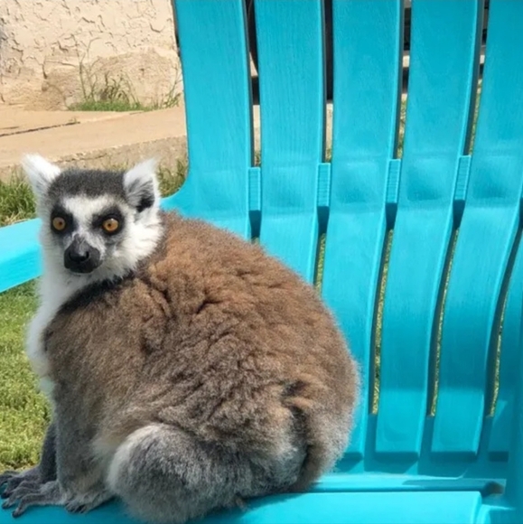 🐒 XL Black Crewneck Lemur Sweatshirt🧥 - Picture 11 of 16